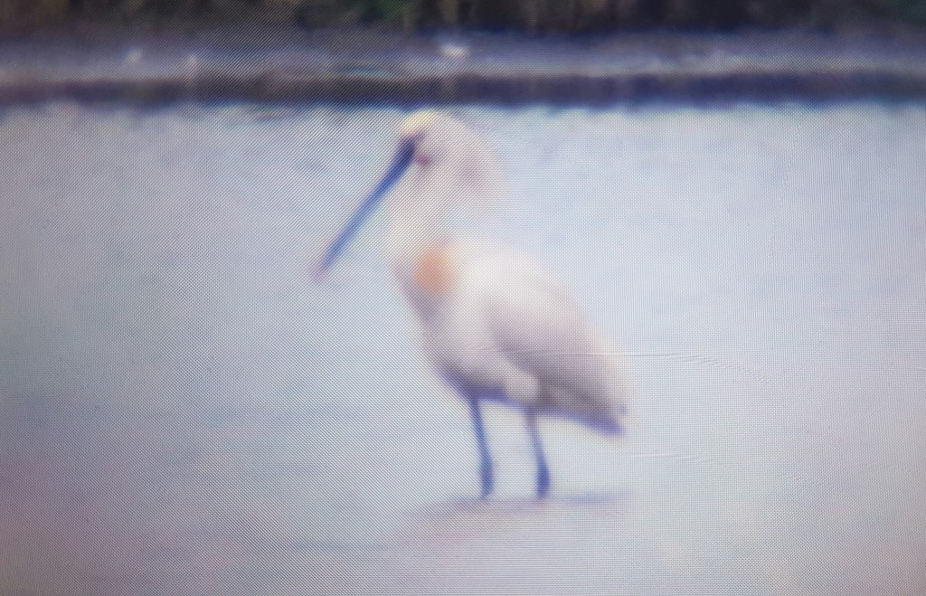 Spoonbill in rather smart breeding attire (back of the camera shot) Rob Adderley