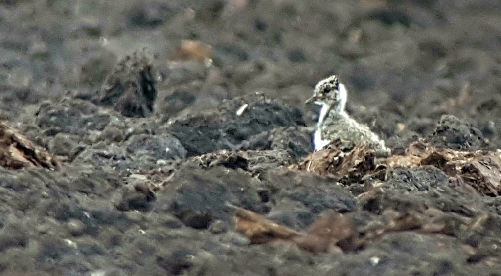Lapwing chicks opposite the reserve