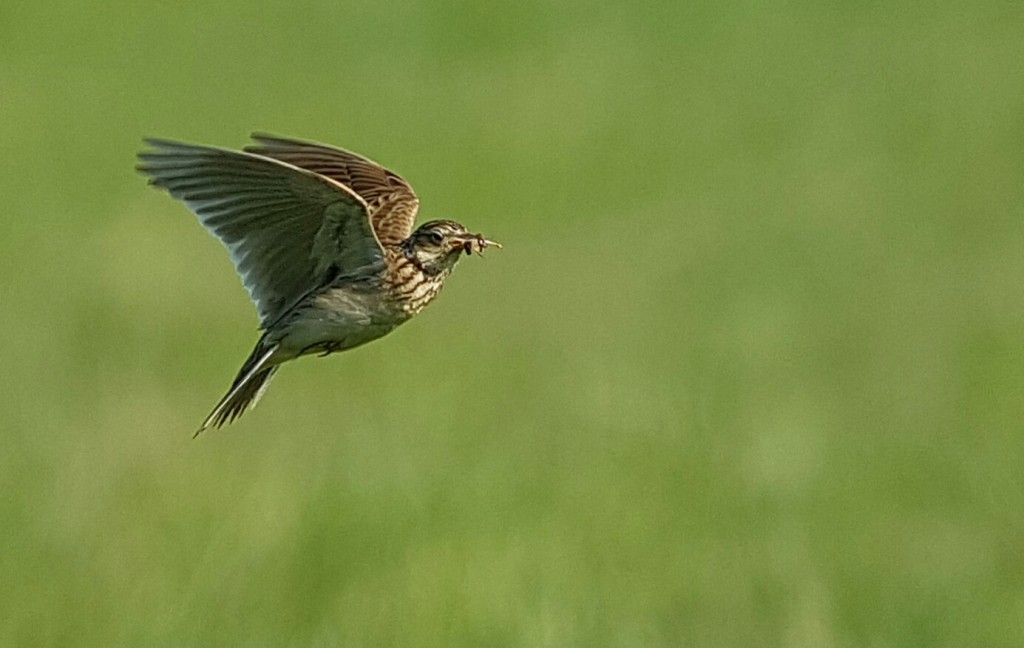Skylark carrying food in