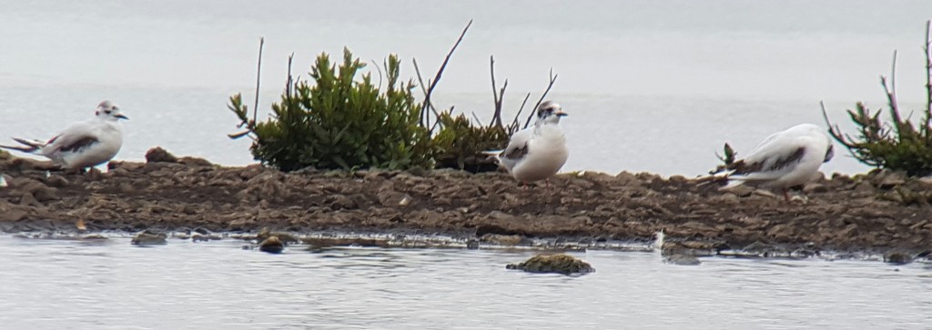 Little Gulls on the Mere