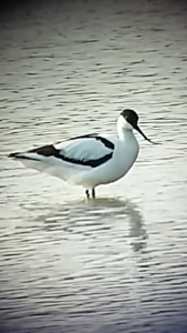 Avocet, Cr. Rob Werran
