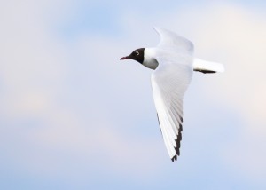 Black-Headed Gull, Cr. Rob Werran