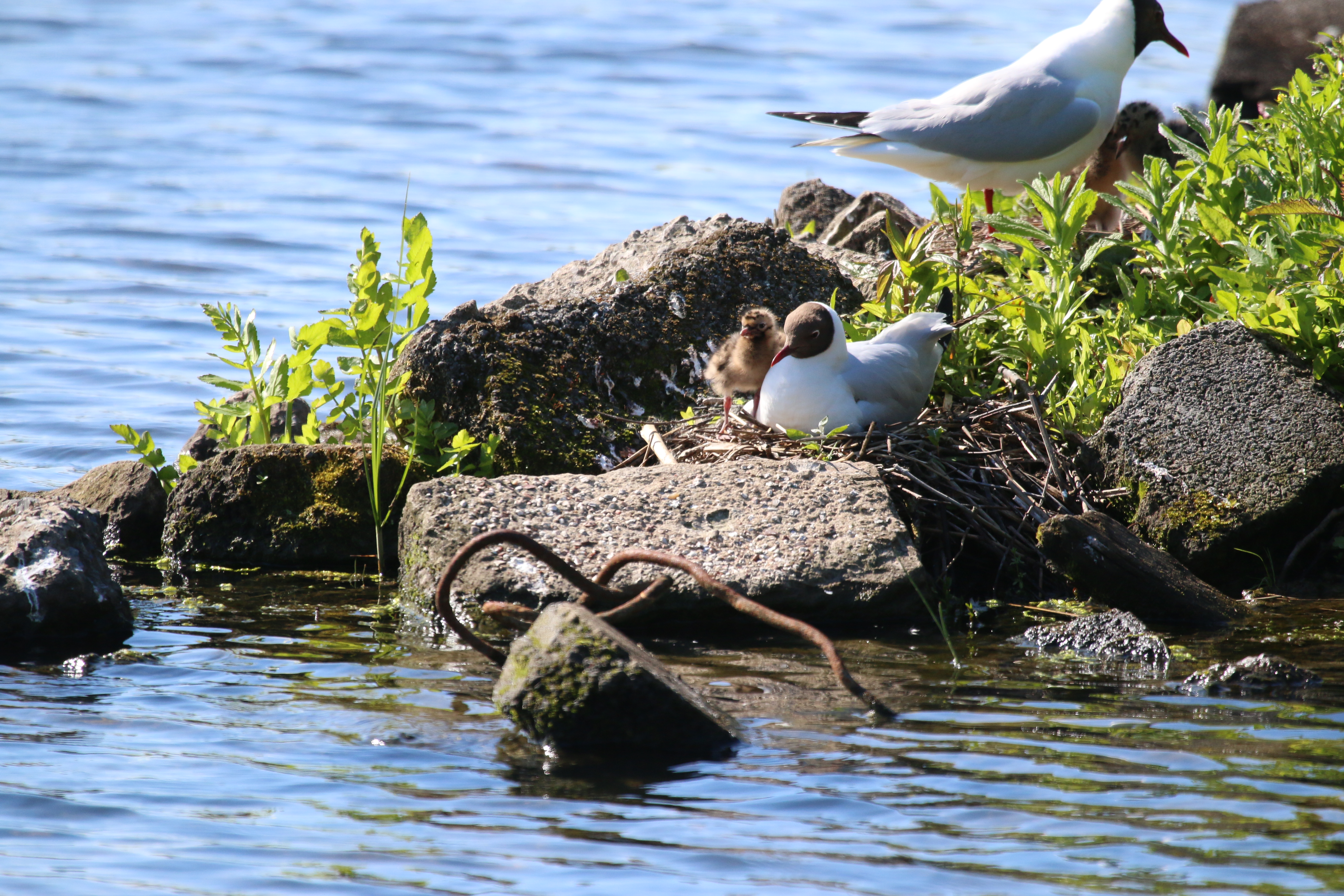 Black-Headed Gull chicks Cr. Rob Werran