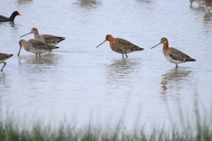 Black-Tailed Godwit, Cr. Rob Werran