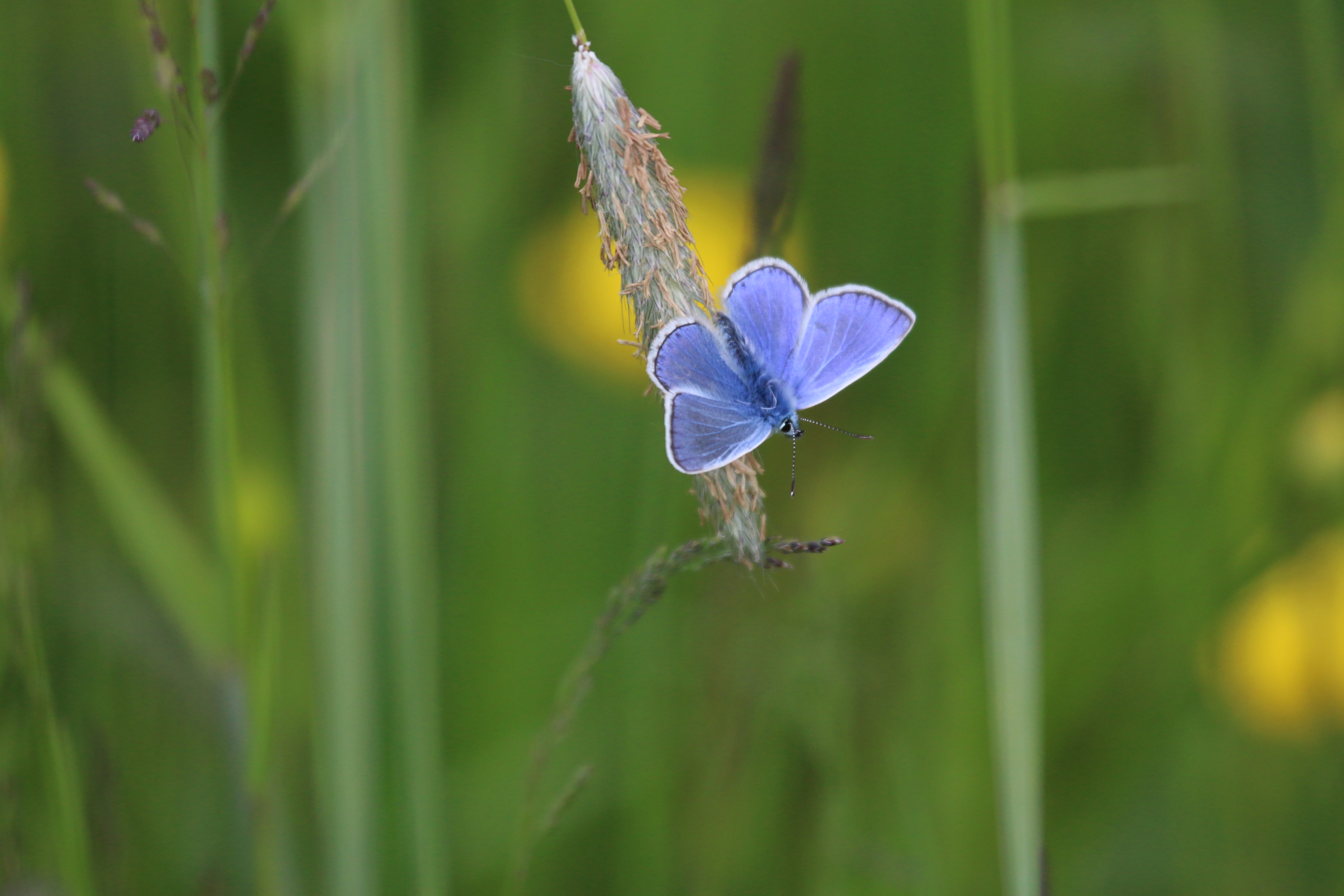 Common Blue, Cr. Rob Werran