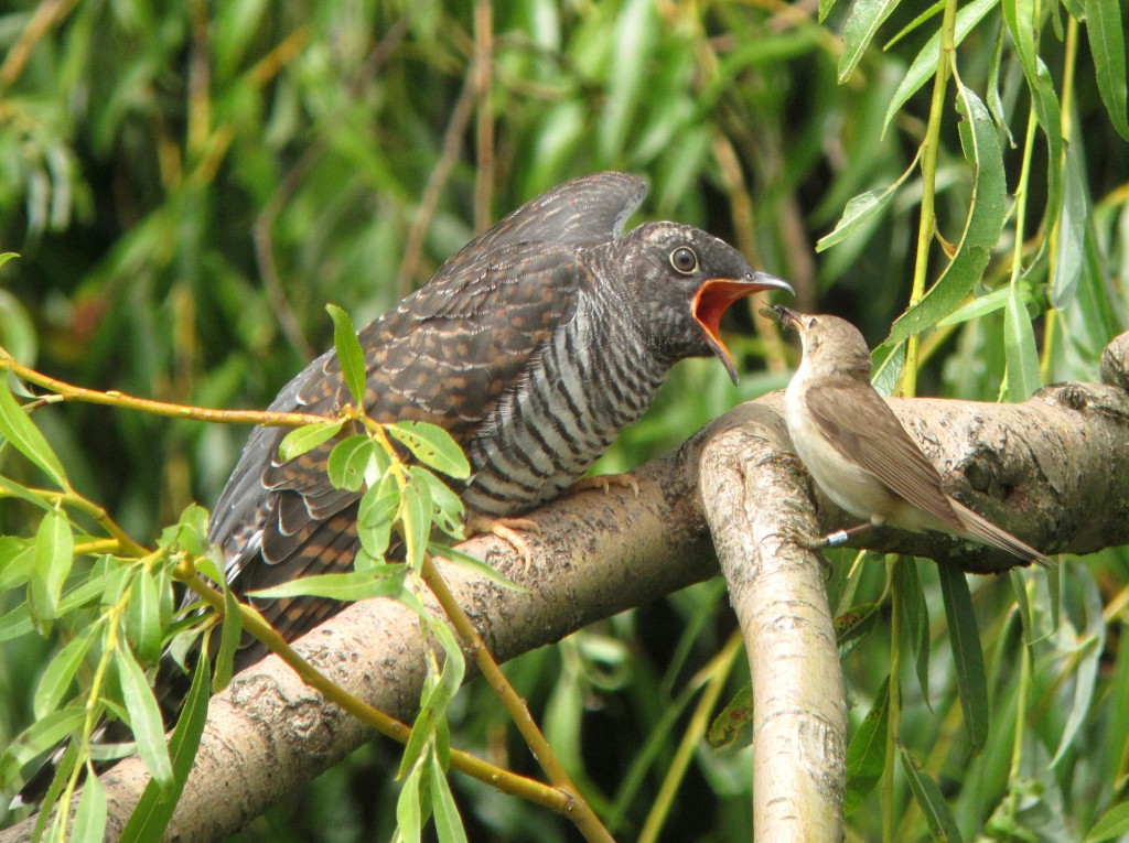 Juvenile Common Cuckoo being fed by a Reed Warbler at Slimbridge by James Lees (Archive Picture)