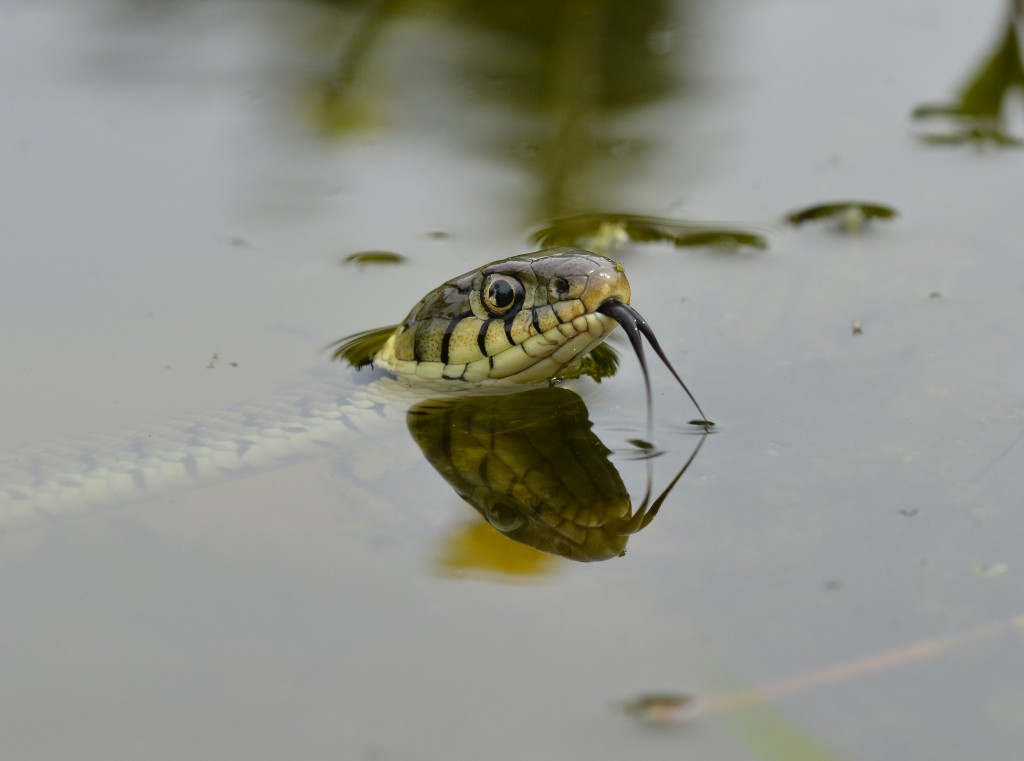 Grass snakes checks to see if I am friend or foe.
