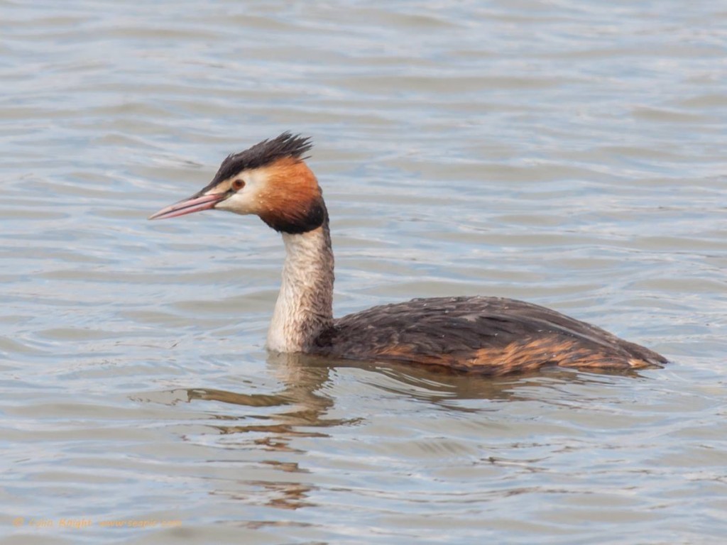 The great crested grebe on Arun Riverlife photo by Colin Knight