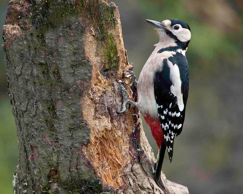 Great Spotted Woodpecker by John McGuinness (Archive Picture)