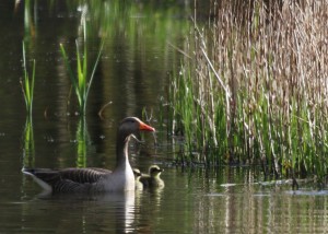 Greylags and Gosling, Cr. Rob Werran