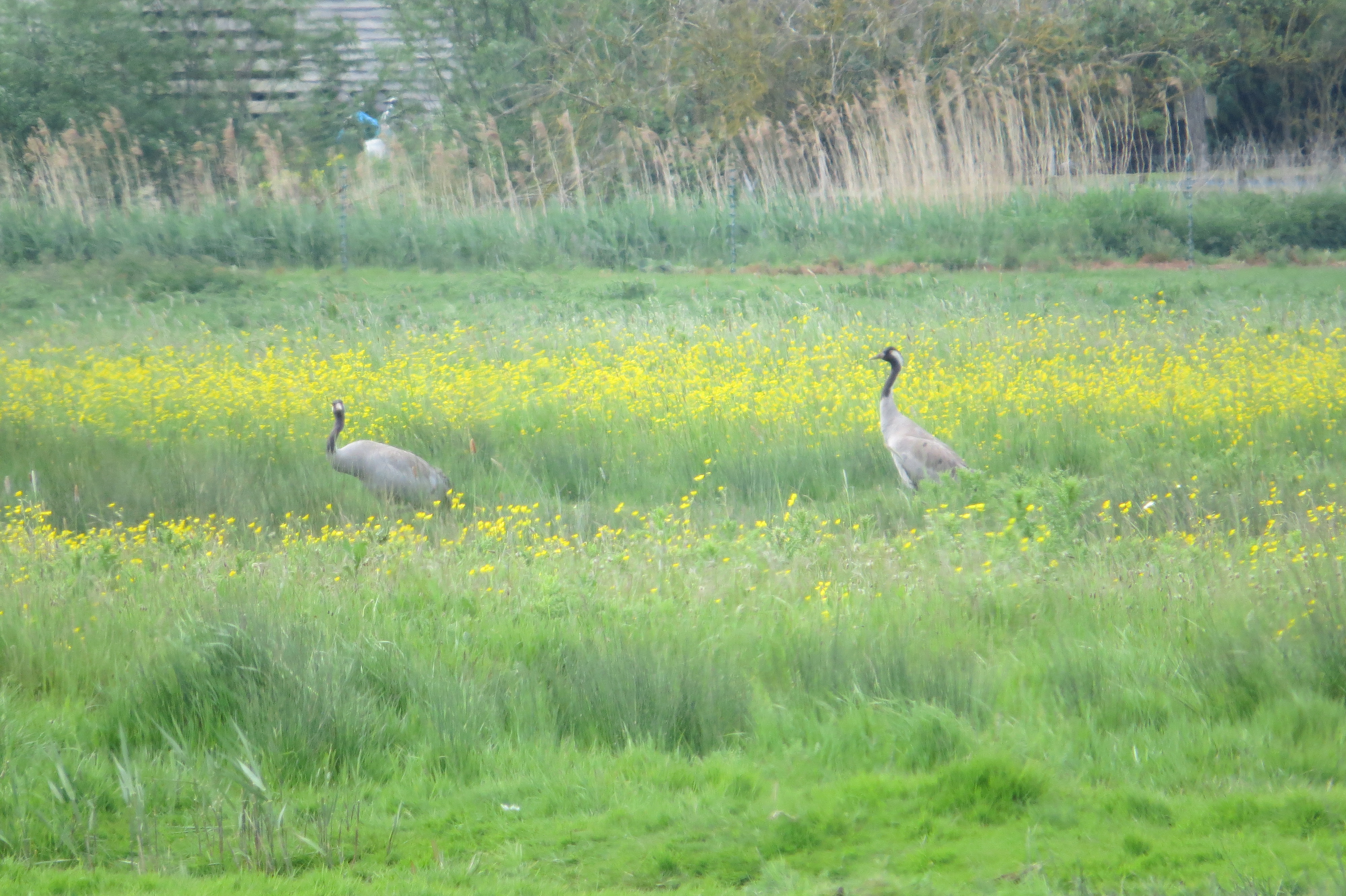 Cranes at Welney