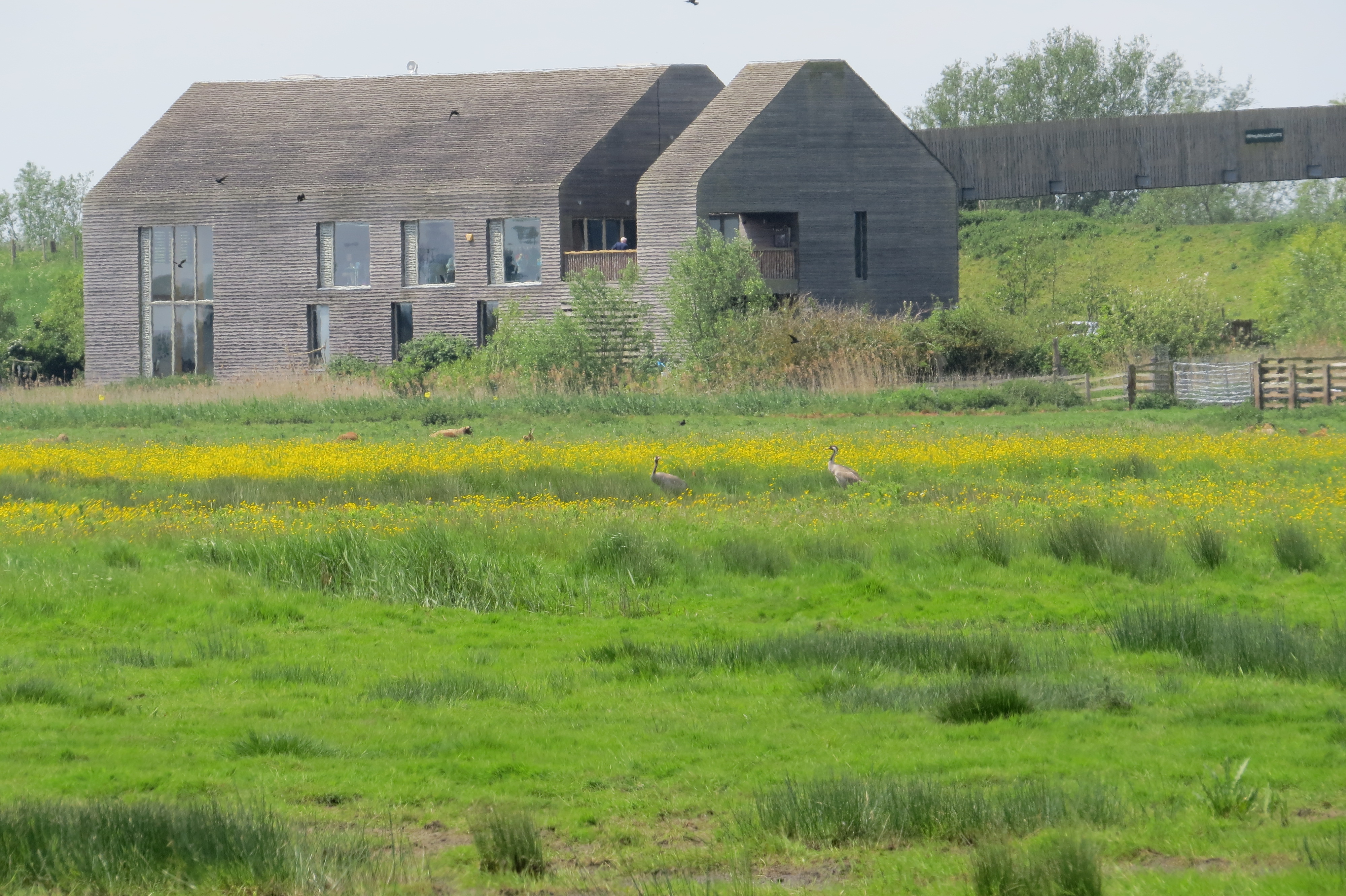 Cranes and visitor centre at Welney