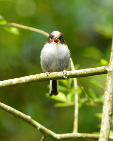 A long tailed tit fledgling calls for its lunch in the woodland loop.