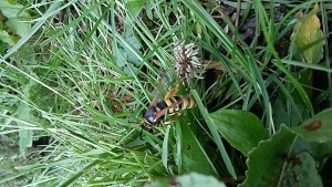 Lunar Hornet Moth