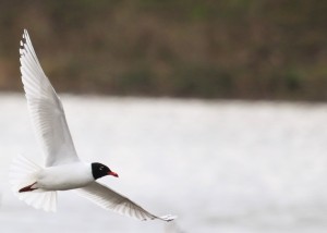 Med Gull, Cr. Rob Werran