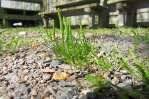 Mousetail (Myosurus minimus)