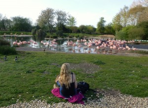 Beth, one of the research team, monitors the Chilean flock