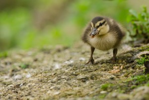 Where's my mummy?