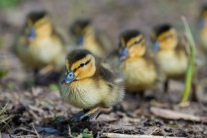 A group of mallard ducklings together at WWT Arundel.