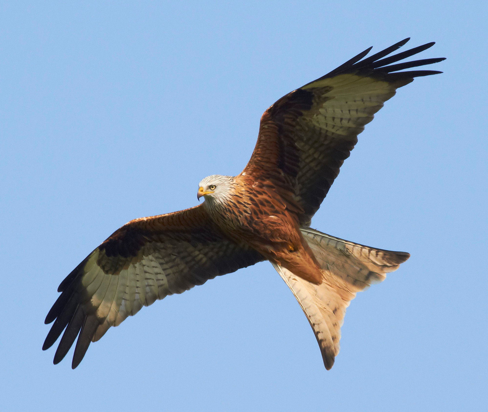 Red kite in flight (Archive picture)