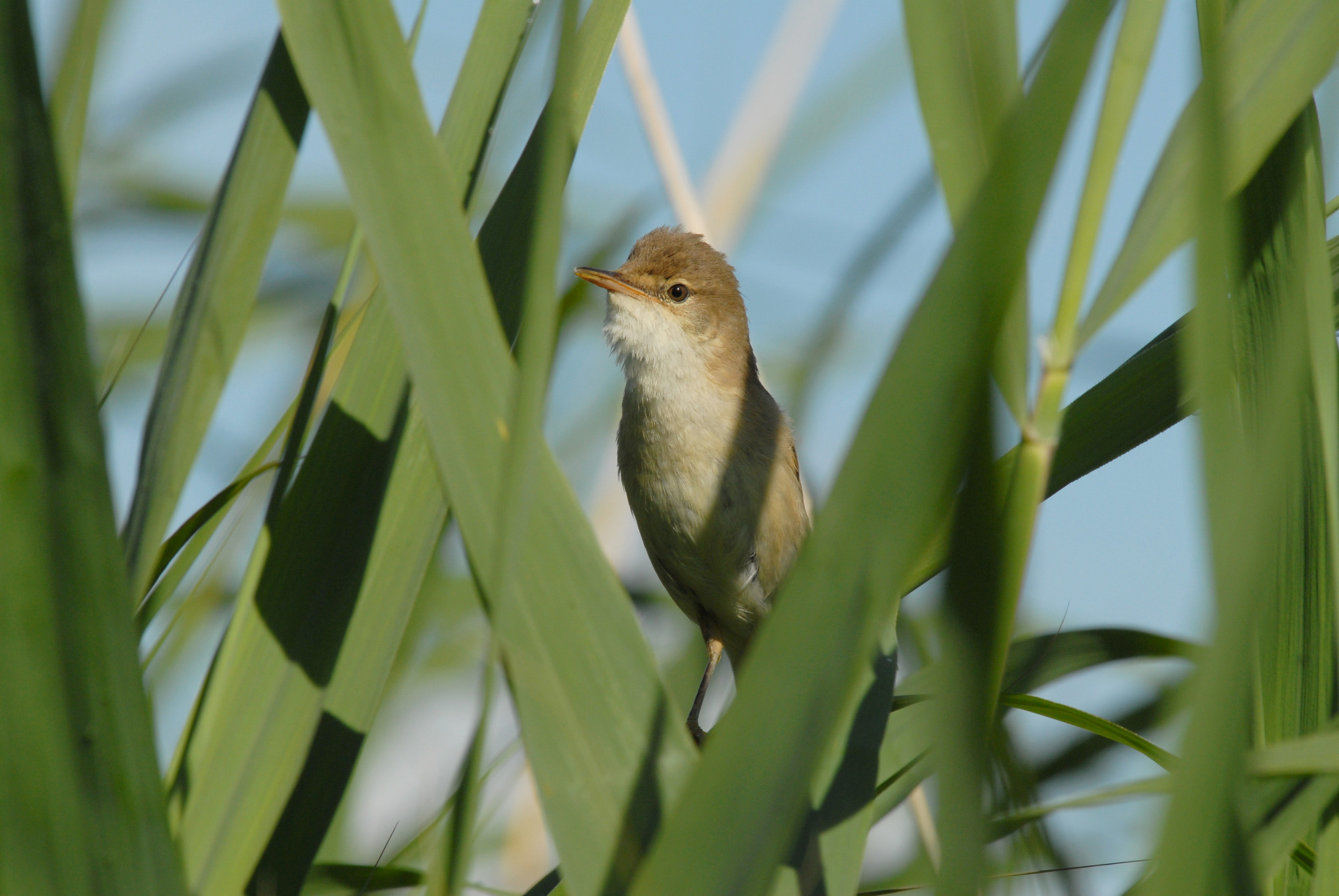 Reed Warbler in reeds at Slimbridge by James Lees (Archive Picture)