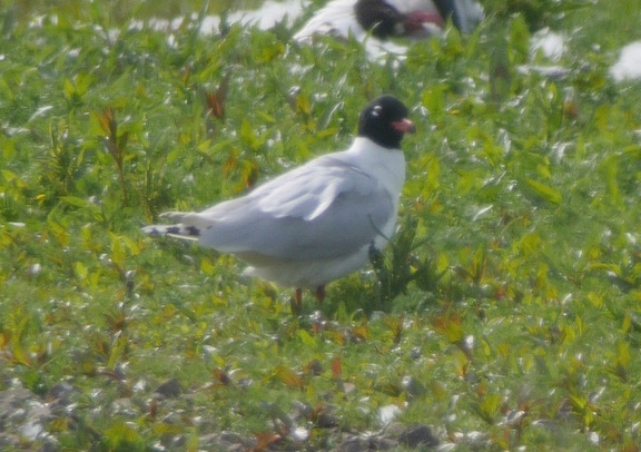 Mediterranean Gull 3rd cal yr/2nd sum (t. Disley)
