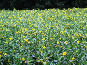 South American water primrose. It looks lovely but is a real threat to UK wetland biodiversity