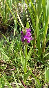 Southern Marsh Orchid 