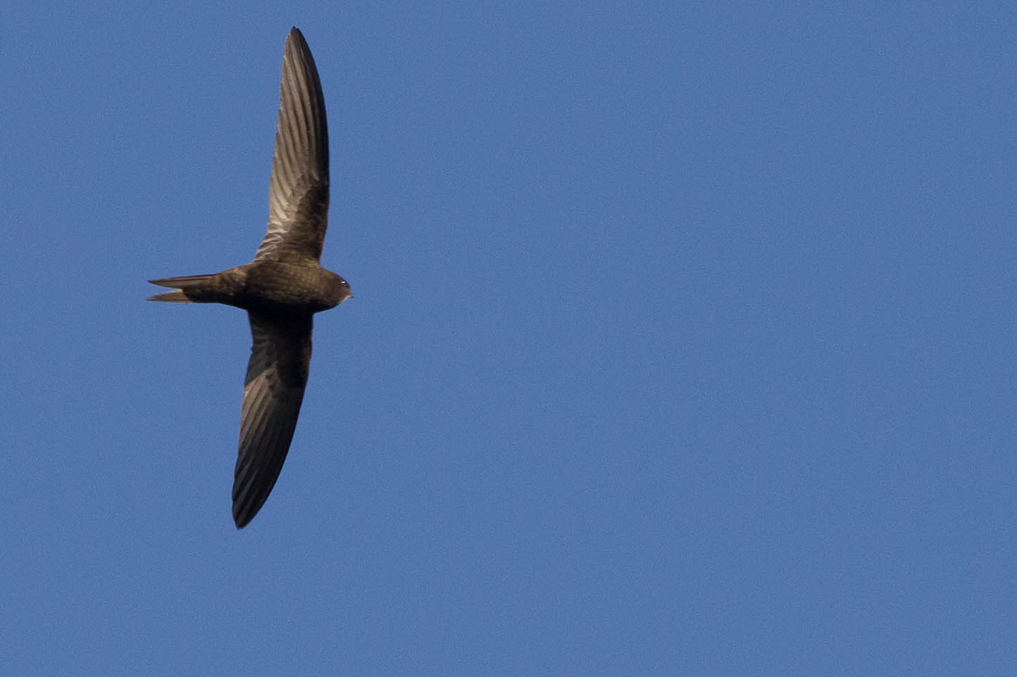 Swift in flight. (Archive picture)