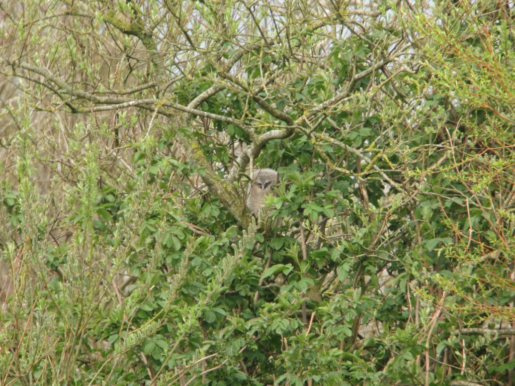 Tawny owlet