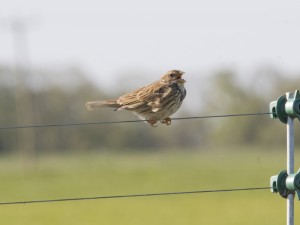 Corn bunting by Bob Ellis
