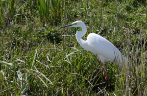 Great white egret by Bob Ellis