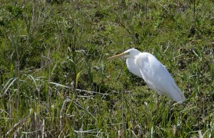 Great white egret by Bob Ellis