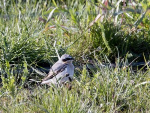 Wheatear by Bob Ellis