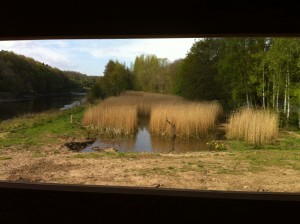 View from hide over new kingfisher pool