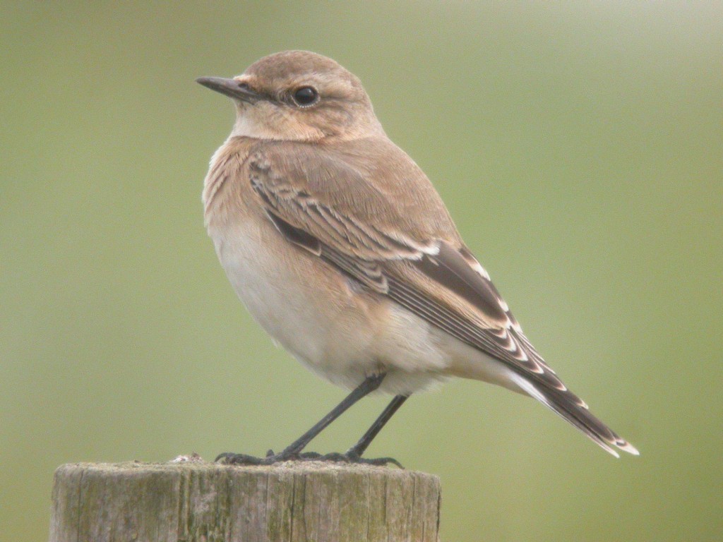 Northern Wheatearperching on fence post at Slimbridge taken by James Lees (Archive Picture)