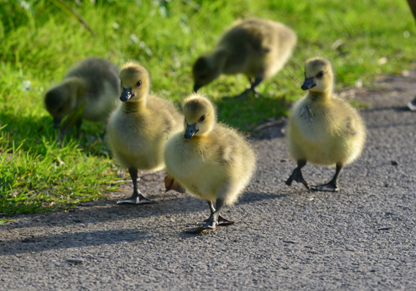 Lots of greylag & Canada goslings about 