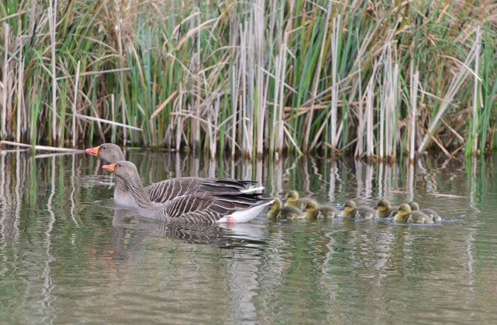 Greylag geese pair with goslings in tow