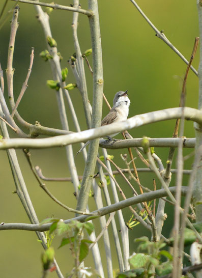 The lesser white throat singing away.