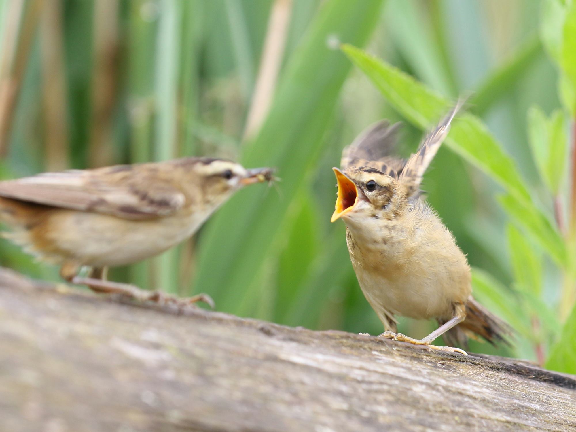 fledged sedge warbler and parent