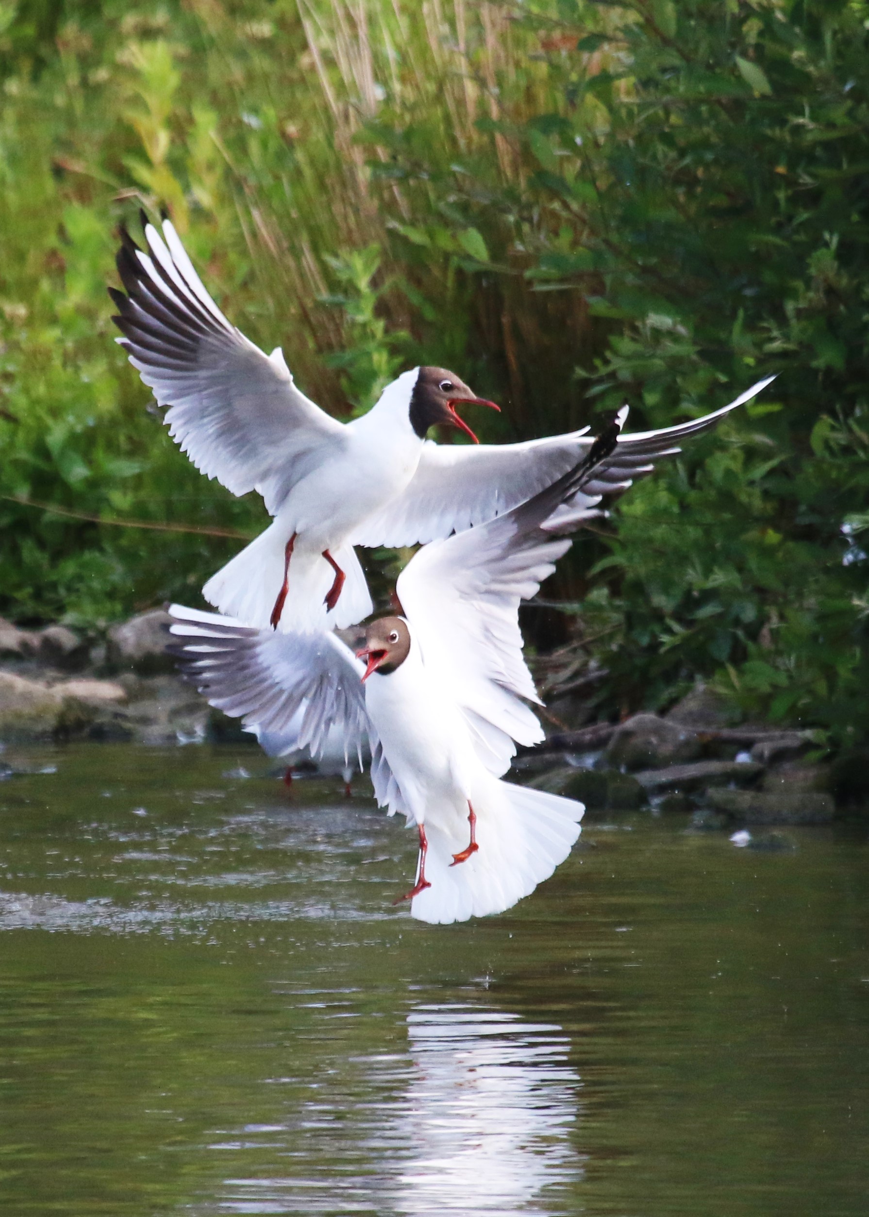 Black-Headed Gulls Cr. Rob Werran