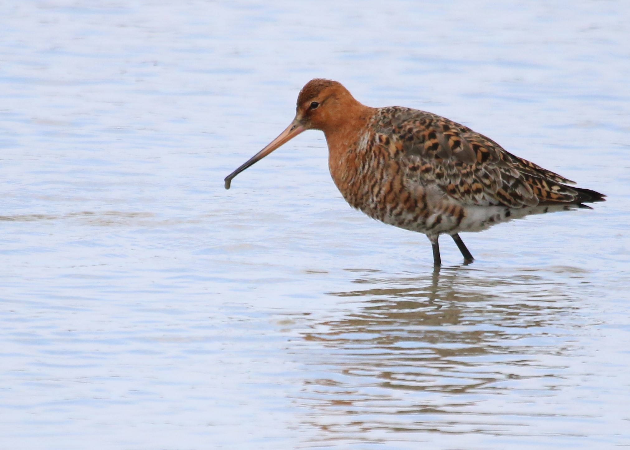 Black Tailed Godwit, Cr. Rob Werran