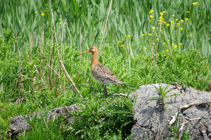 Black-tailed godwit male (1)