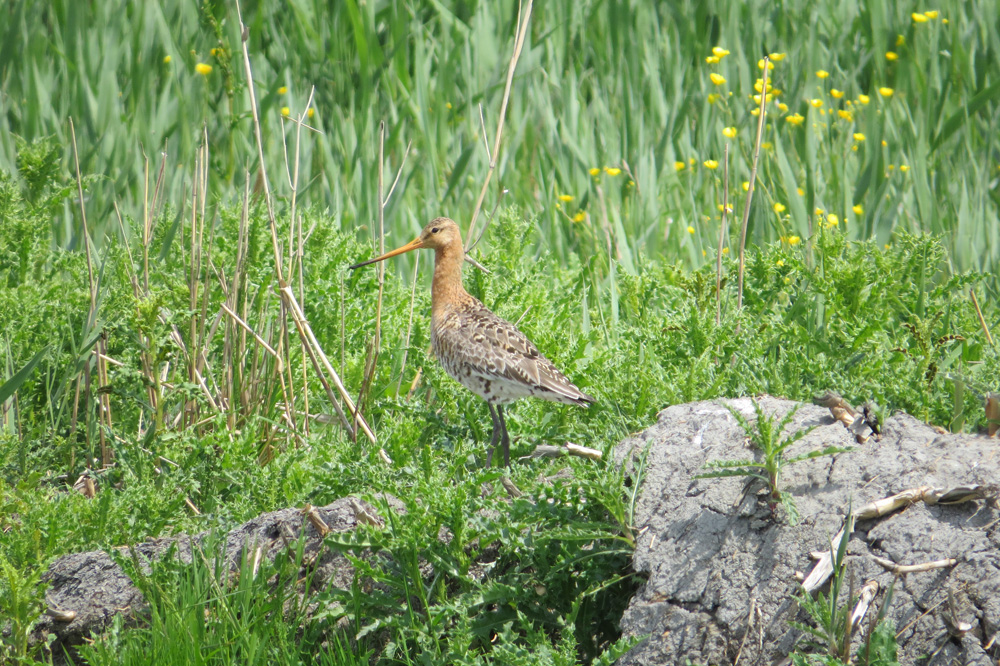 Black-tailed godwit male by Emma Brand