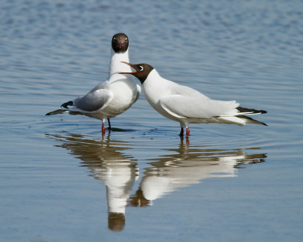 A pair of Black-headed Gulls courting with reflection by Stan Madams (Archive Picture)