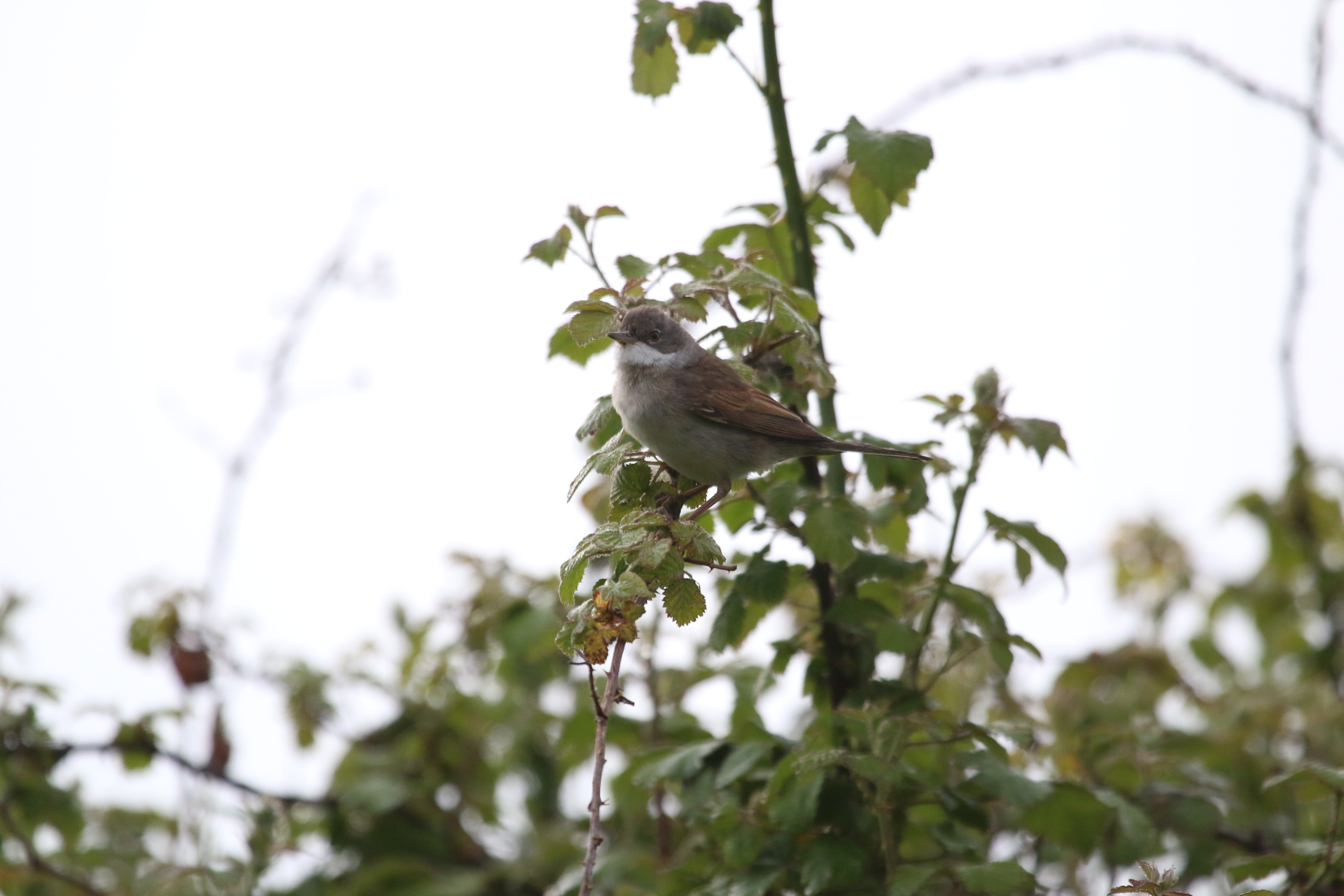 Common Whitethroat, Cr. Rob Werran