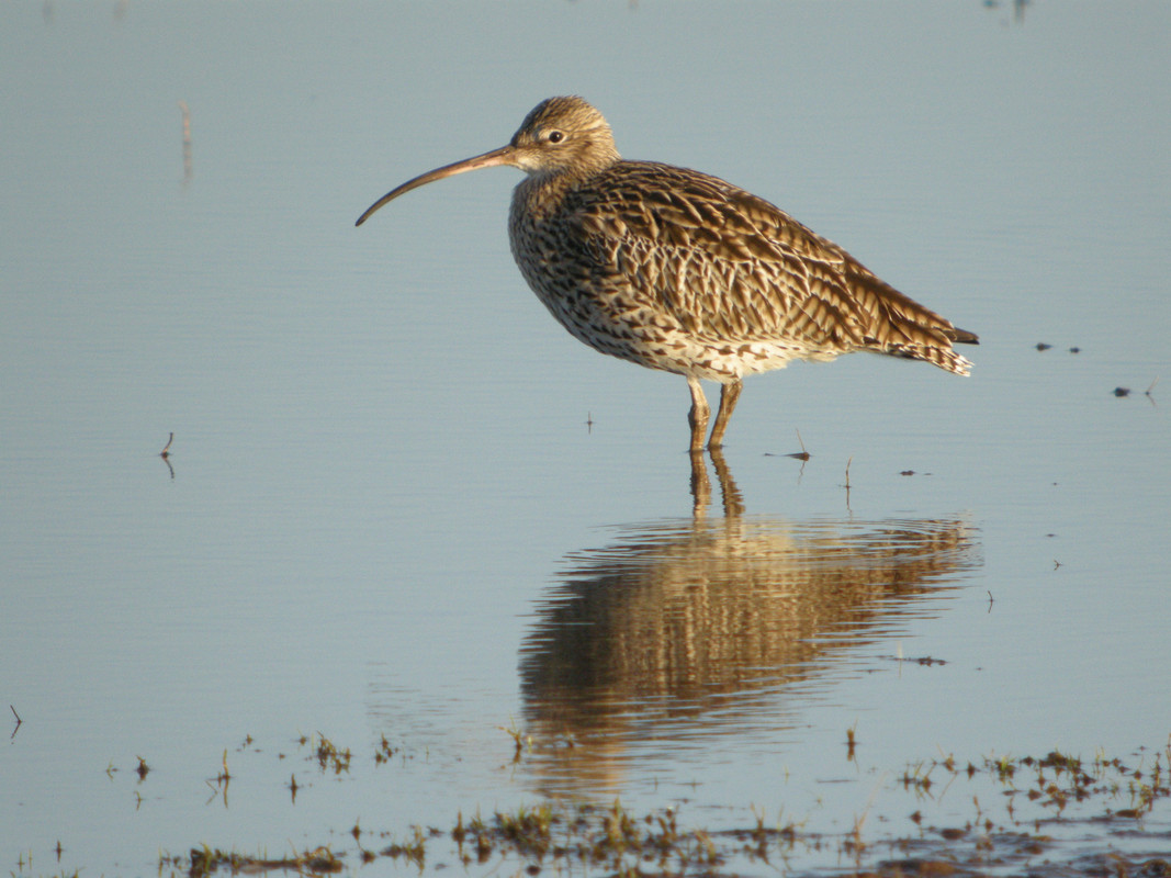 Curlew with reflection in water at Slimbridge Taken by James Lees (Archive Picture)