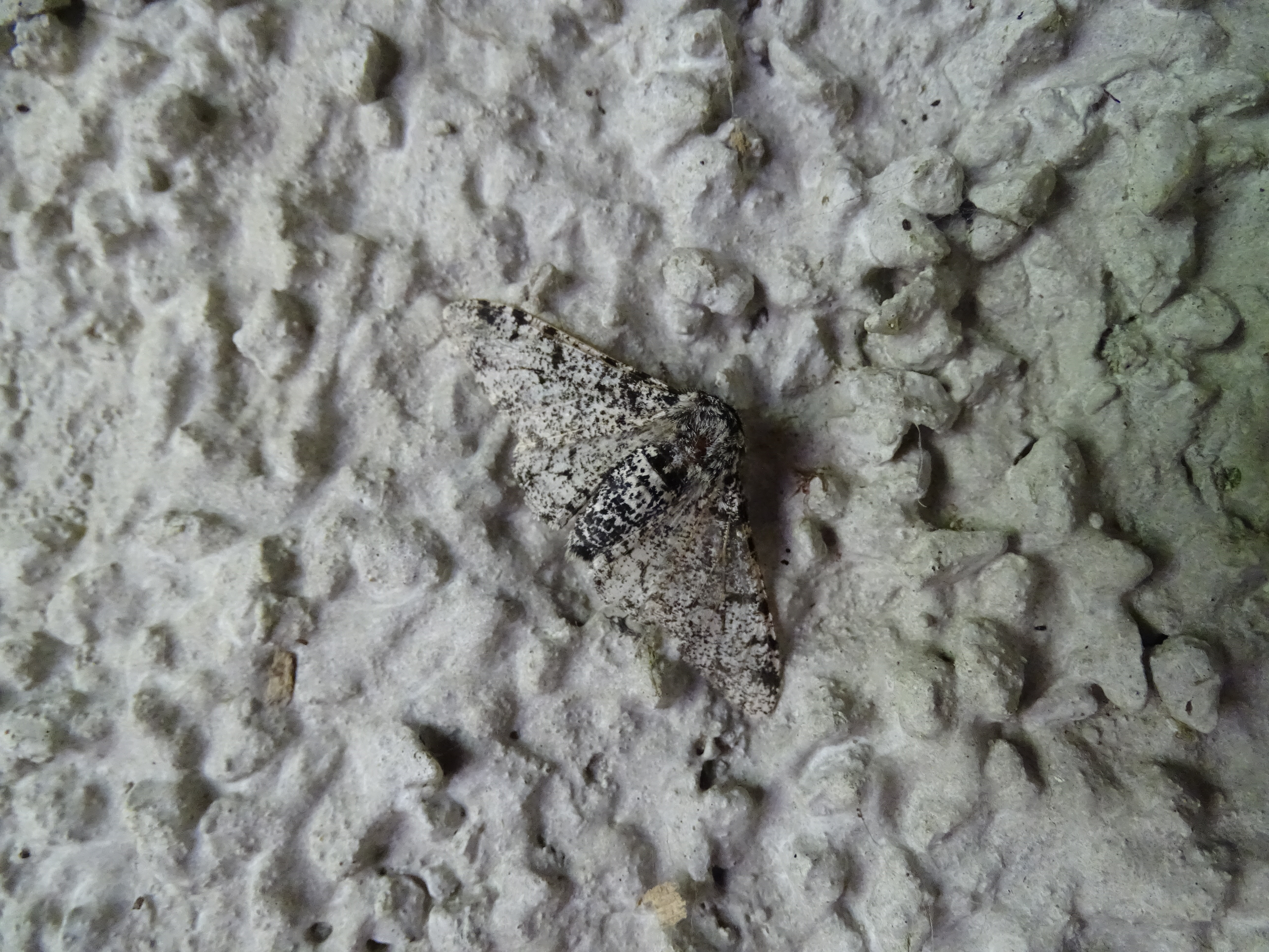 Peppered Moth