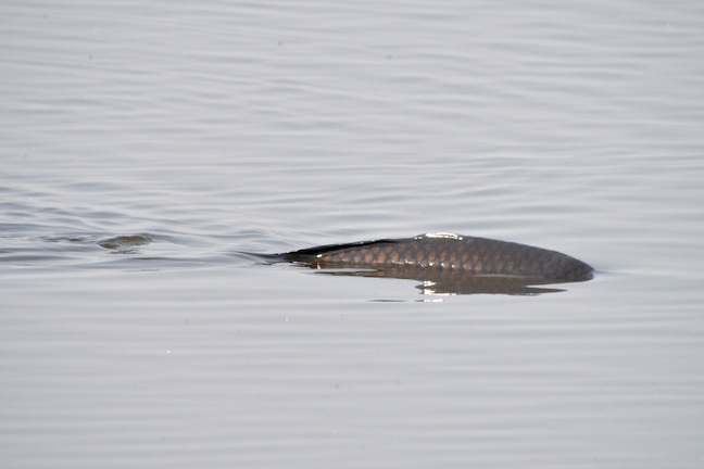 Carp have been very active on the Mere with up to 12 being seen regularly (T. Disley)