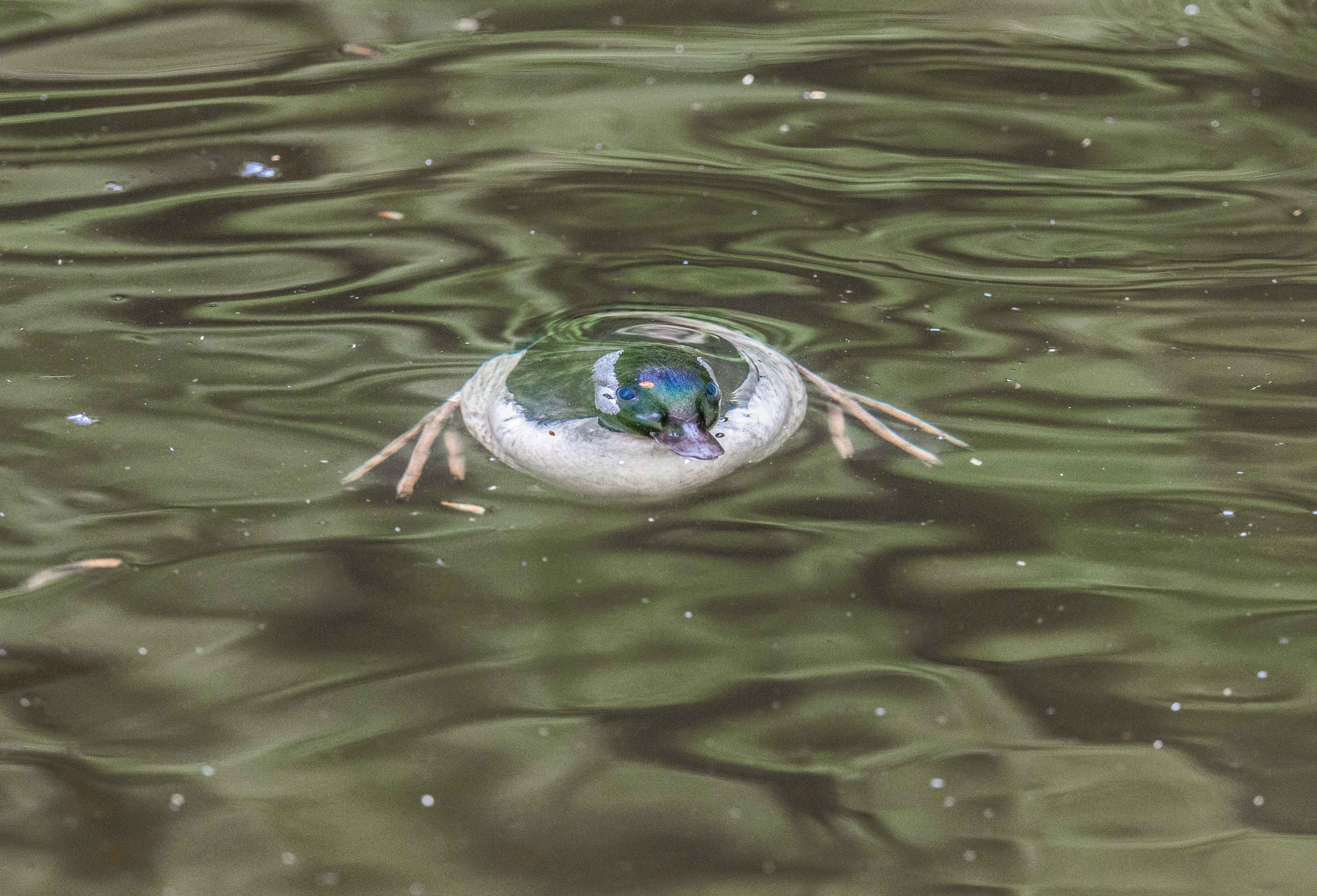 Diving Duck 10